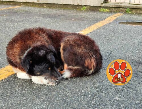Cagnolino acciambellato nel parcheggio dietro il Comune di Rieti. Chi lo ha perso?