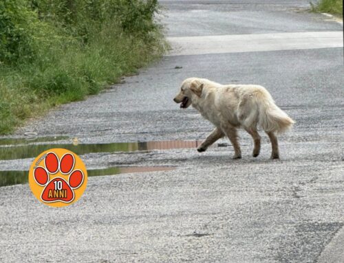 Cane ferito e zoppo vagante a Vazia