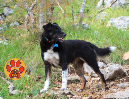 Smarrito da Poggio Bustone il cane di padre Renzo: “Aiutatemi a ritrovarlo”