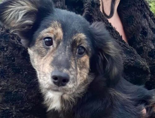 La bellezza piace agli occhi, la dolcezza incanta l’anima