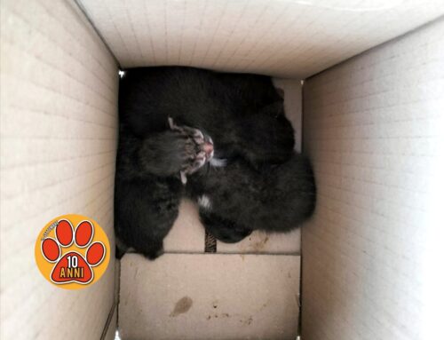 Ennesimo abbandono. Trovati a Campomoro gattini dentro uno scatolone con il cordone ancora attaccato