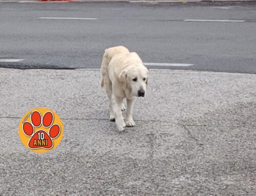 Cane anziano trovato in zona Borgo a Rieti. Ora è in stallo da CELLI Autosoccorso