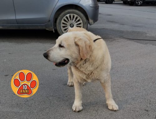Cagnolone del Borgo tornato a casa