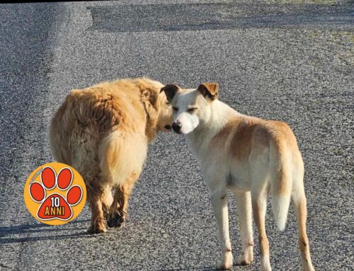 Questi tesori sono ancora in strada. Segnalati zona Piana Reatina