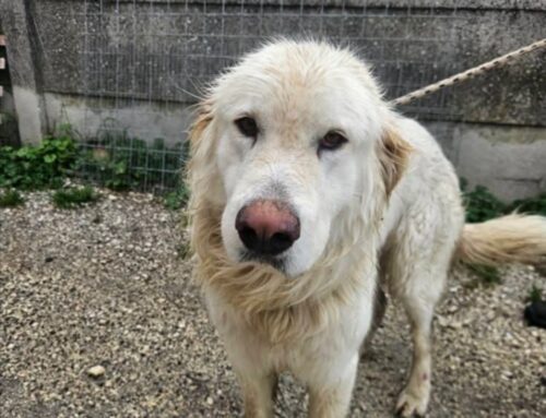 Fermato sulla Salaria per Roma ed entrato nel Canile di Rieti