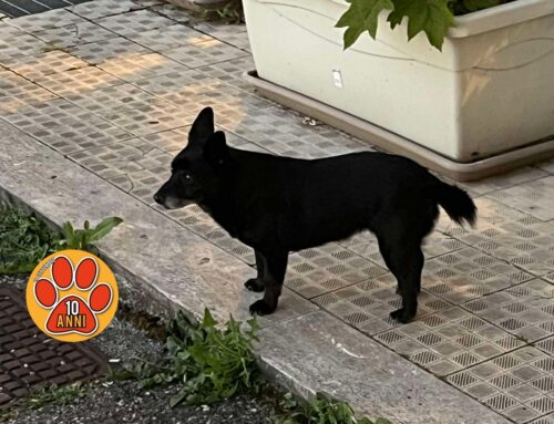 Tornata a casa la cagnolina Madonna del Cuore
