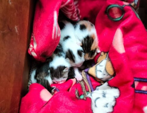 Sette gattini trovati abbandonati in uno scatolone