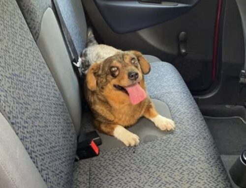 Cagnolina trovata a Scandriglia: di chi è?