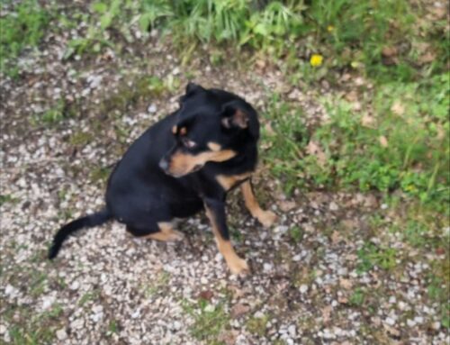 Cagnolina trovata a Labro, di chi è?