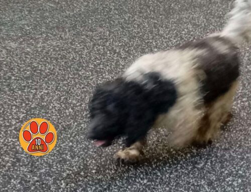 Cagnolino in strada su uno dei tornanti del Terminillo