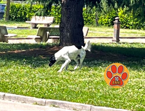 Cane in strada a Rieti, zona Campoloniano