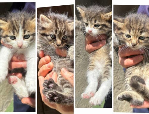 Quattro meravigliosi gattini di due mesi in cerca di adozione