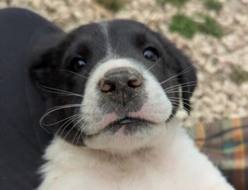 SOS pappa per i cagnolini del Rifugio di Pasqualina. Chi può aiutare?