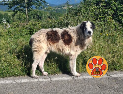 Cane mal messo sulla SR521 tra Rivodutri e Colle Civetta