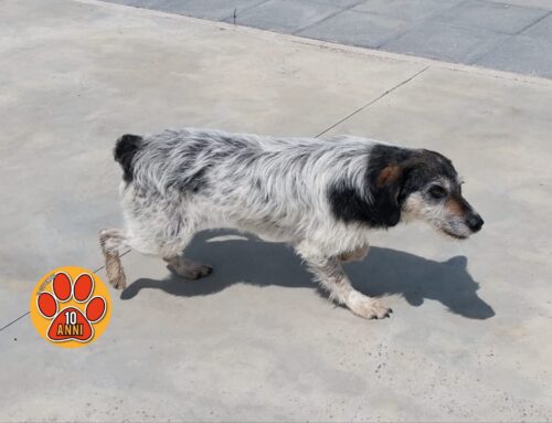 Cane stanziante davanti alla Farmacia di Ornaro Basso: chi lo ha smarrito?