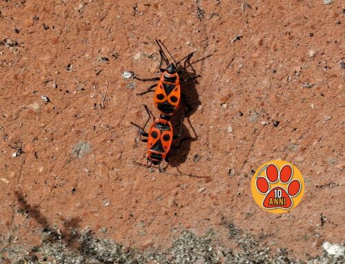 La Cimice Rosso Nera, adora la linfa delle piante e depone le uova sotto le pietre