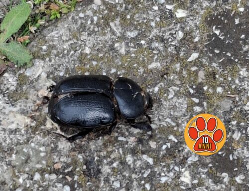 Lo Scarabeo, insetto fondamentale per l’attivazione del ciclo dell’azoto: ne esistono ben 20.000 specie nel mondo