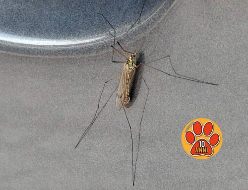 Tipulidae, l’insetto erroneamente scambiato per zanzara. Non punge ed è fitofago