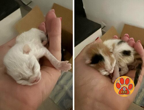 Si cerca urgentemente una balia per due gattini minuscoli