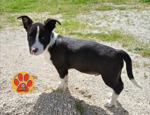 Cucciolo di PitBull trovato a Castelfranco