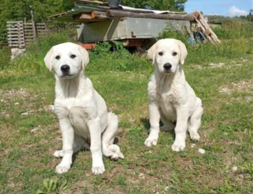 Zac e Lola, fratelli scovati in strada: cercano adozione