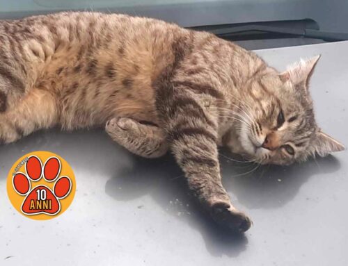 Gatto con un solo occhio comparso in via Acquamartina. Di chi è?