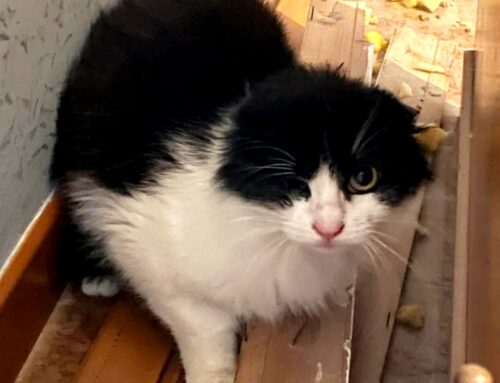 La piccola Mirtilla è stata salvata dalla strada. Ha perso un occhio, ma è ugualmente bellissima!