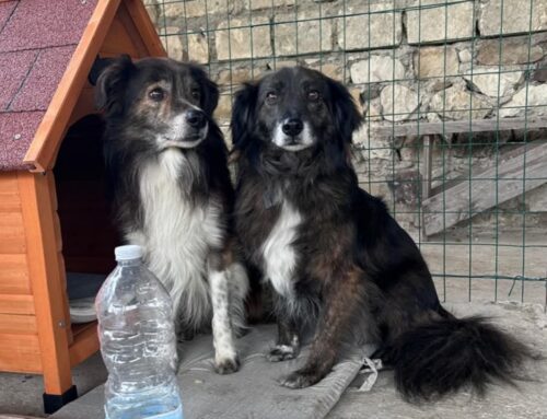 Kika e Kiko, due fratelli in cerca della felicità