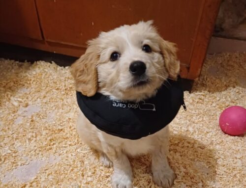 Chiami per adottare Jolie?
