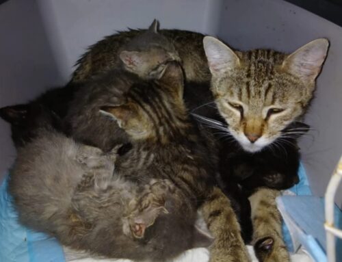 Mamma con cinque gattini scovati a Borgo Quinzio, serve aiuto, rischiano l’investimento