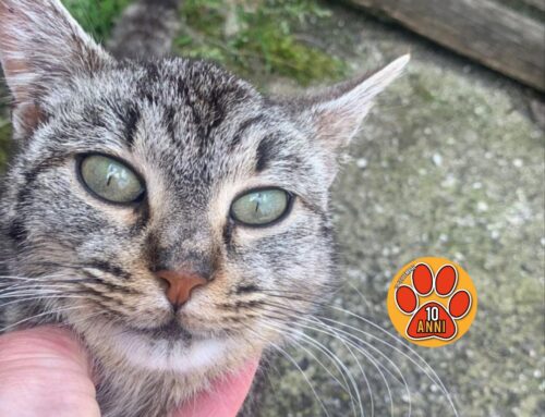 Trovata abbandonata in strada, Antonella cerca per lei adozione