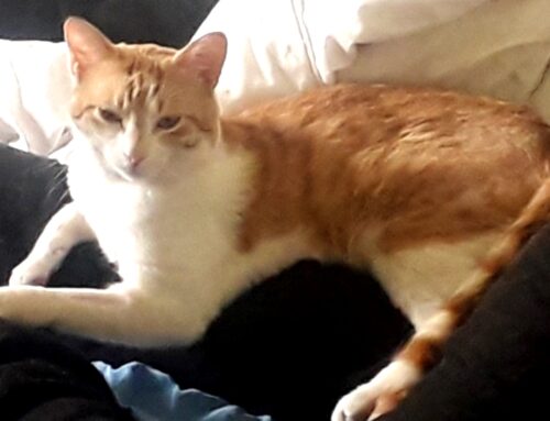 Smarrito da Campoloniano il gatto Calcifer