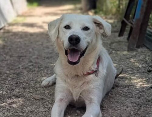 Sorride sempre Tess, anche contro le avversità. Al via le chiamate per adottarla!