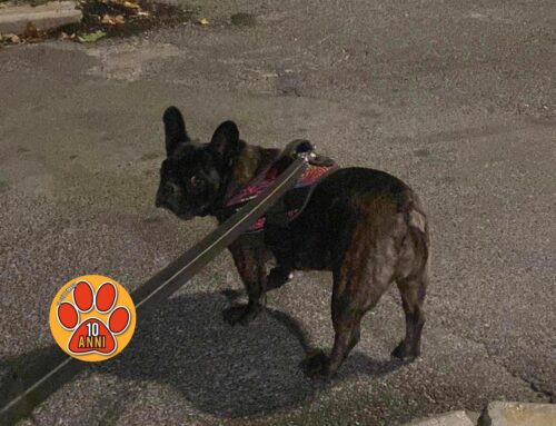 Da Quattro Strade smarrita Bianchetta, Bulldog Francese