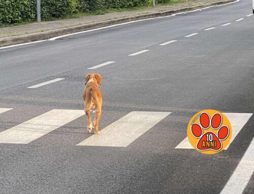 Cane vagante nel quartiere Micioccoli, è smarrito!