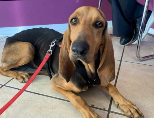Trovato a Teramo pelle ed ossa: Marco Aurelio cerca nuova vita