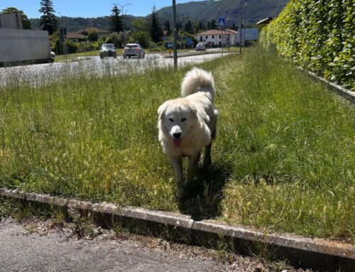Cagnolone in via Ricci (Rieti), chi lo ha smarrito?