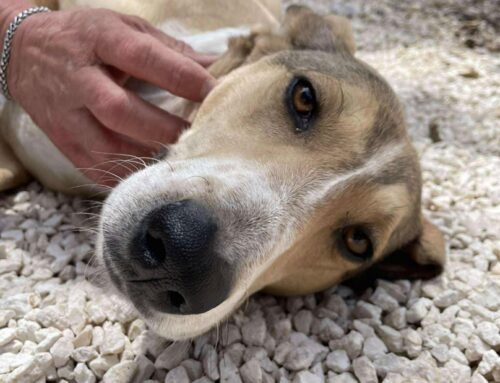 Dolce Pepito. Dal Gargano aspetta adozione e tanto amore