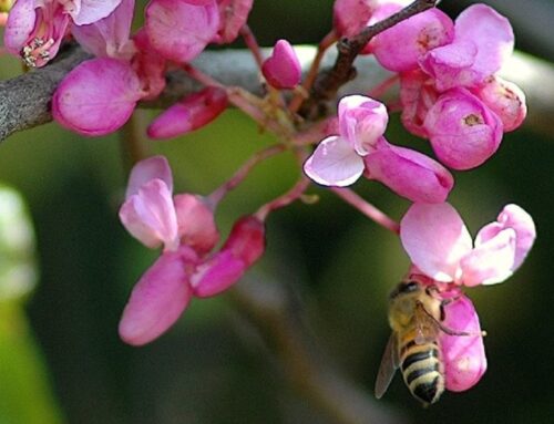 Domenica 25 maggio al BioParco di Roma una giornata a tema api e altri insetti