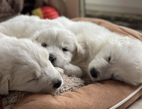 Rocco, Bianca e Licia… e il loro bisogno ad essere adottati