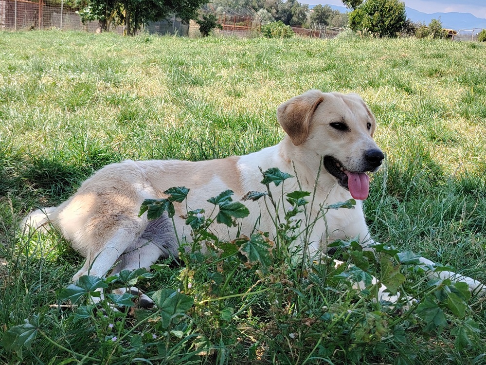 cane_Cagnolona_lea_oasi_brenda