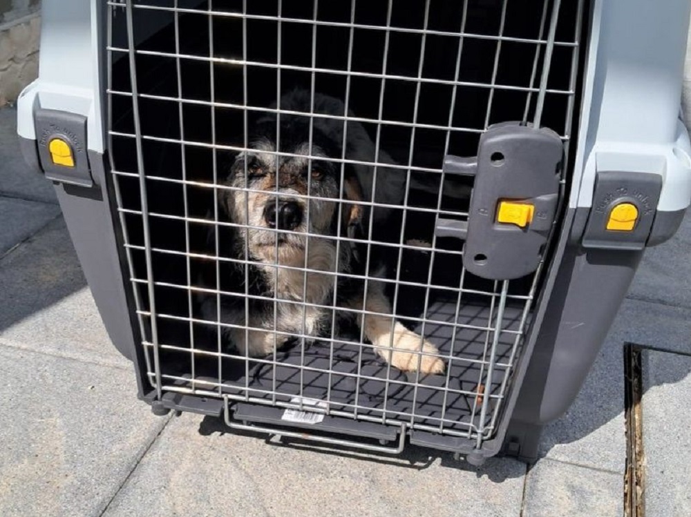 cane_cagnolino_canile_rieti_adozioni_del_cuore
