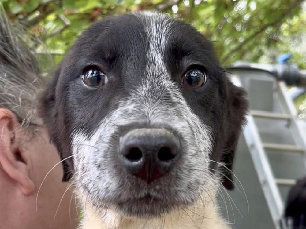cane_cagnolino_spillo__la_porziuncola