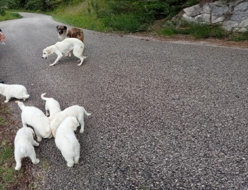 Intera cucciolata vagante in strada ad Offeio (Cicolano)