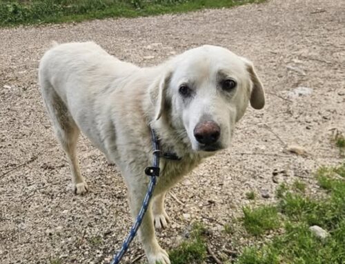 Cagnolina in salute, buona e bella fermata a Poggio Fidoni e trasferita in Canile. Chi la riconosce?