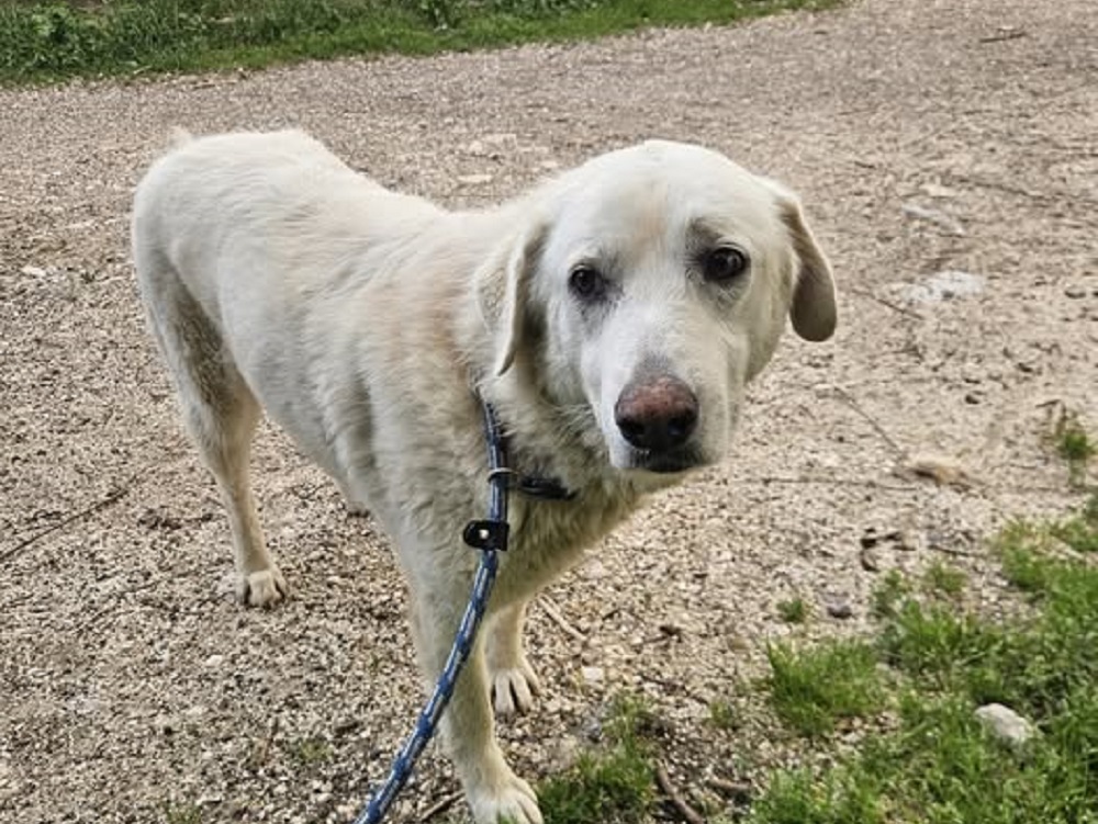 cane_canile_rieti