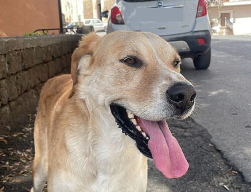 Cane miele trovato a Forano, qualcuno lo riconosce?