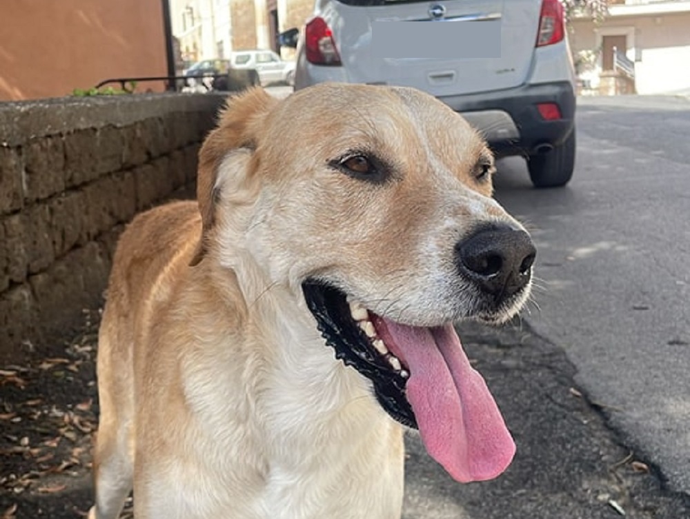 cane_forano_p&f