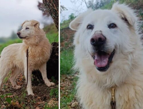 Ghost ha tre anni e mezzo ed è un bellissimo maschio taglia media