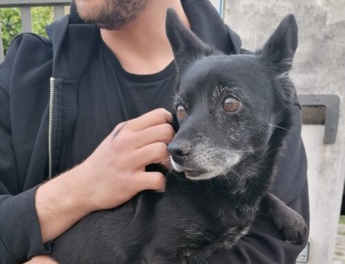 Trovata a Madonna del Cuore. Qualcuno la sta cercando?